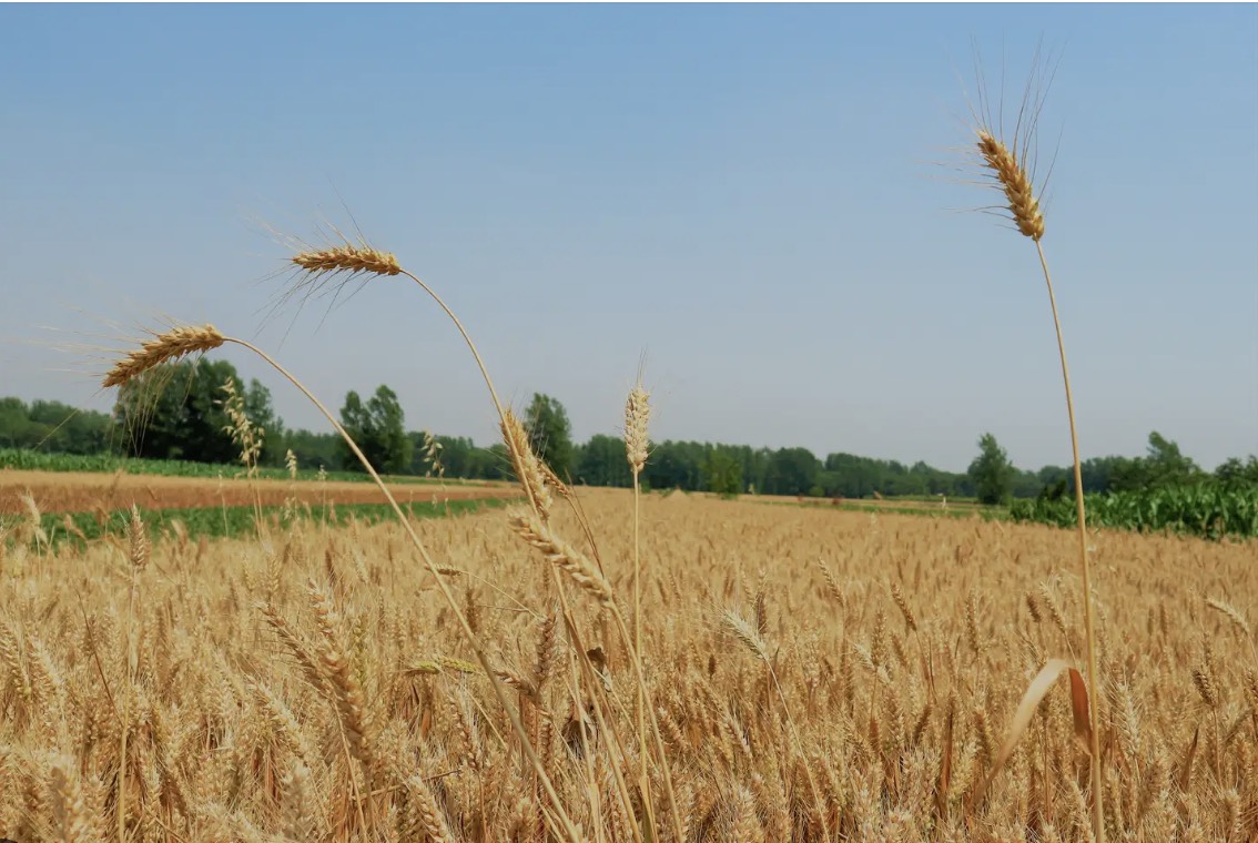 Rapid Construction of Grain Storage Facilities Using Air Dome Structures